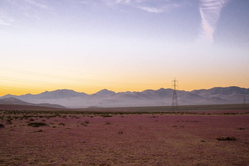 Flowering desert. Atamaca, Chile.
