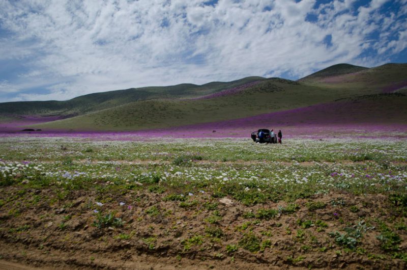 Flowering desert. Atamaca, Chile.