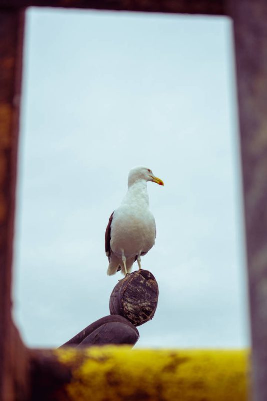Coquimbo, Chile.